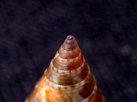 Calliostoma